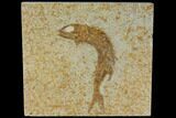 Jurassic Fossil Fish (Leptoleptis) - Solnhofen Limestone #112696-1